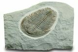 Lower Cambrian Trilobite (Longianda) - Issafen, Morocco #362976-1